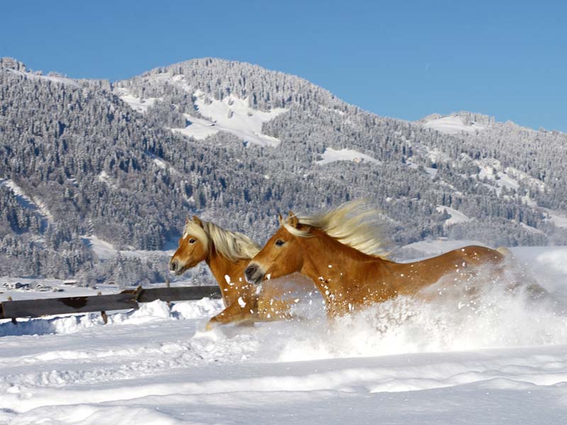 kone v snehu Bolsterlang